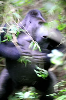 Silverback male Eastern lowland gorilla (Gorilla beringei graueri Silverback male Eastern lowland gorilla (Gorilla beringei graueri
