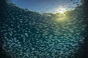 Silversides (Atherinomorus lacunosus) school just below surface in evening light Silversides (Atherinomorus lacunosus) school just below surface in evening light