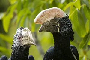 Silvery-cheeked Hornbill (Bycanistes brevis) close-up at zoo, occurs in East Africa Silvery-cheeked Hornbill (Bycanistes brevis) close-up at zoo, occurs in East Africa