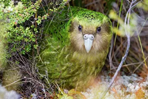 Sinbad the male Kakapo (Strigops habroptilus) curiously peering from the Sinbad the male Kakapo (Strigops habroptilus) curiously peering from the