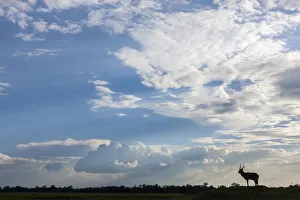 Single Male waterbuck (Kobus ellipsiprymnus) in distance silhouetted against big sky Single Male waterbuck (Kobus ellipsiprymnus) in distance silhouetted against big sky