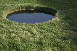 Sinkhole in marshland covered in Reeds (Phragmites sp) near the lower Neretva river delta Sinkhole in marshland covered in Reeds (Phragmites sp) near the lower Neretva river delta