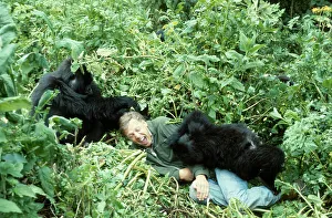 Sir David Attenborough with Mountain Gorillas, Print 1978