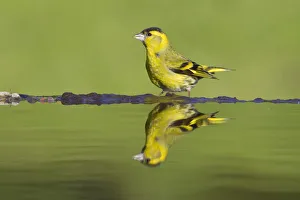 Siskin (Carduelis spinus) male at garden pool, Scotland, UK, May Siskin (Carduelis spinus) male at garden pool, Scotland, UK, May