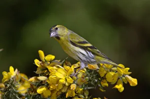 Siskin (Carduelis spinus) perched on a gorse bush, Northumberland, UK Siskin (Carduelis spinus) perched on a gorse bush, Northumberland, UK