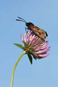 Six-spot burnet moth (Zygaena filipendulae) resting on Red Clover (Trifolium pratense) Six-spot burnet moth (Zygaena filipendulae) resting on Red Clover (Trifolium pratense)