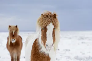 Skewbald and chestnut Icelandic horses in the snow, Snaefellsnes Peninsula, Iceland Skewbald and chestnut Icelandic horses in the snow, Snaefellsnes Peninsula, Iceland