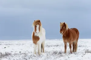 Skewbald and chestnut Icelandic horses in the snow, Snaefellsnes Peninsula, Iceland Skewbald and chestnut Icelandic horses in the snow, Snaefellsnes Peninsula, Iceland
