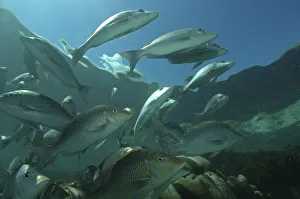 Sky emperors (Lethrinus mahsena) shoaling in Passe Dubois / Dubois channel, Aldabra Sky emperors (Lethrinus mahsena) shoaling in Passe Dubois / Dubois channel, Aldabra