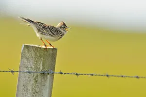Skylark (Alauda arvensis) perched on a fence post, vocalising, Balranald RSPB reserve Skylark (Alauda arvensis) perched on a fence post, vocalising, Balranald RSPB reserve