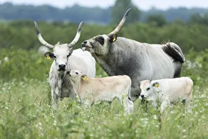 Slavonian Syrmian cattle (rare breed) in the meadows between Krapje and Drenov Bok Slavonian Syrmian cattle (rare breed) in the meadows between Krapje and Drenov Bok