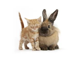 Sleepy ginger kitten and lionhead cross rabbit Sleepy ginger kitten and lionhead cross rabbit