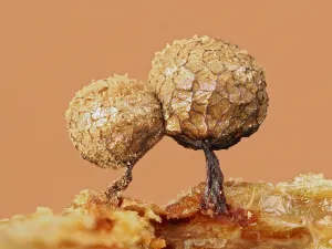Slime mould (Cribraria argillacea), mature sporangia with cages that contain the spores Slime mould (Cribraria argillacea), mature sporangia with cages that contain the spores