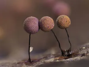 Slime mould (Lamproderma scintillans) close up of sporangia growing on a Holly leaf Slime mould (Lamproderma scintillans) close up of sporangia growing on a Holly leaf