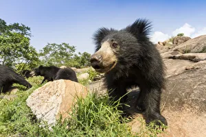 Sloth bear (Melursus ursinus) close up portrait, Daroiji Bear Sanctuary, Karnataka, India Sloth bear (Melursus ursinus) close up portrait, Daroiji Bear Sanctuary, Karnataka, India