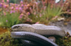 Slow worm {Anguis fragilis} adult male, Dorset, UK Slow worm {Anguis fragilis} adult male, Dorset, UK