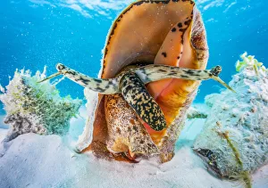 A small aggreggation of queen conch (Lobatus gigas) off Cat Island, Bahamas A small aggreggation of queen conch (Lobatus gigas) off Cat Island, Bahamas