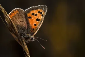 Small copper butterfly (Lycaena philaeas). Peak District NP, Derbyshire, UK, September Small copper butterfly (Lycaena philaeas). Peak District NP, Derbyshire, UK, September
