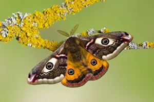 Small emperor moth (Saturnia pavonia) male with wings open showing eyespots on lichen Small emperor moth (Saturnia pavonia) male with wings open showing eyespots on lichen