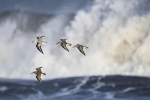 Small flock of Dunlin (Calidris alpina) with a Sanderling (Calidris alba) flying Small flock of Dunlin (Calidris alpina) with a Sanderling (Calidris alba) flying