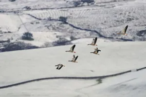 Small flock of Greylag geese (Anser anser) flying over snow covered fields, Ken-Dee Small flock of Greylag geese (Anser anser) flying over snow covered fields, Ken-Dee