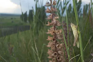 Small gold grasshopper (Euthystira brachyptera) on grass, Thousand Hills region Small gold grasshopper (Euthystira brachyptera) on grass, Thousand Hills region