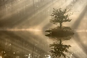 Small island with a pine tree in the first rays of sunlight on a misty morning Small island with a pine tree in the first rays of sunlight on a misty morning