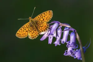Small pearl-bordered fritillary butterfly (Boloria selene), Marsland mouth, Cornwall, UK Small pearl-bordered fritillary butterfly (Boloria selene), Marsland mouth, Cornwall, UK