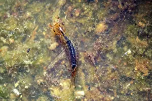 Coleoptera Insect Images Prints: Small predatory diving beetle (Hydroporus sp)