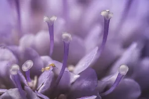 Small scabious (Scabiosa columbaria) with three tiny (1mm) Thrips (Order Thysanoptera Small scabious (Scabiosa columbaria) with three tiny (1mm) Thrips (Order Thysanoptera