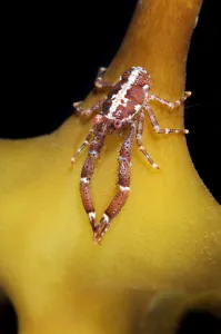 very small Squat lobster (Galathea intermedia) on a kelp leaf, Moere coastline, Norway very small Squat lobster (Galathea intermedia) on a kelp leaf, Moere coastline, Norway