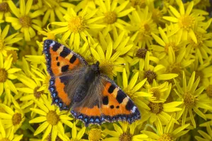 Small tortoiseshell (Aglais urticae) feeding on Common ragwort (Senecio jacobaea) Small tortoiseshell (Aglais urticae) feeding on Common ragwort (Senecio jacobaea)