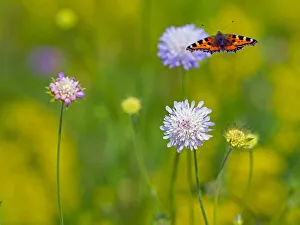 Small tortoiseshell (Aglais urticae) butterfly flying amongst Scabious (Knautia arvensis Small tortoiseshell (Aglais urticae) butterfly flying amongst Scabious (Knautia arvensis