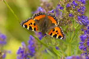 Small tortoiseshell (Aglaise urtica) feeding on buddleia flowers, Carrbridge, Inverness-shire Small tortoiseshell (Aglaise urtica) feeding on buddleia flowers, Carrbridge, Inverness-shire