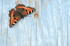 Small tortoiseshell butterfly (Aglais urticae) resting on old painted door. Dorset Small tortoiseshell butterfly (Aglais urticae) resting on old painted door. Dorset