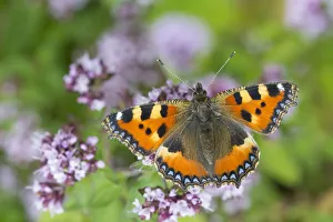 Small tortoiseshell butterfly (Aglais urticae) feeding on Marjoram (Origanum vulgare) Small tortoiseshell butterfly (Aglais urticae) feeding on Marjoram (Origanum vulgare)
