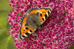 Small tortoiseshell butterfly (Aglais urticae) feeding on Ice plant (Sedum sp.) Small tortoiseshell butterfly (Aglais urticae) feeding on Ice plant (Sedum sp.)