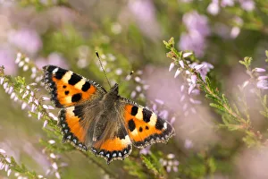 Small tortoiseshell butterfly (Aglais urticae) resting on heather, Westhay, Somerset Levels Small tortoiseshell butterfly (Aglais urticae) resting on heather, Westhay, Somerset Levels