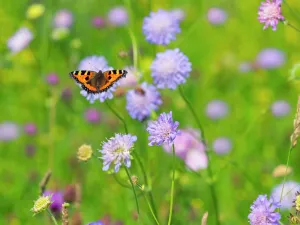 Small Tortoiseshell Butterfly (Aglais urticae) feeding on scabious flowers in hay meadow Small Tortoiseshell Butterfly (Aglais urticae) feeding on scabious flowers in hay meadow