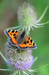 Small tortoiseshell butterfly (Aglias urticae) on thistle. Dorset, UK, August Small tortoiseshell butterfly (Aglias urticae) on thistle. Dorset, UK, August