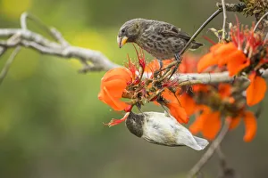 Small tree finch (Camarhynchus parvulus) hanging upside down and feeding from flower Small tree finch (Camarhynchus parvulus) hanging upside down and feeding from flower
