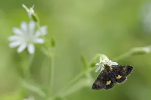 Small Yellow Underwing moth (Panemeria tenebrata) on stitchwort (Stellaria) South Karelia Small Yellow Underwing moth (Panemeria tenebrata) on stitchwort (Stellaria) South Karelia
