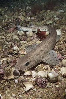 Marine life channel islands sue daly/smallspotted catshark scyliorhinus canicula Marine life channel islands sue daly/smallspotted catshark scyliorhinus canicula