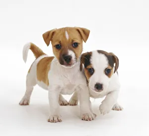Two smooth coated Jack Russell Terrier puppies, tan and white, 6 weeks Two smooth coated Jack Russell Terrier puppies, tan and white, 6 weeks