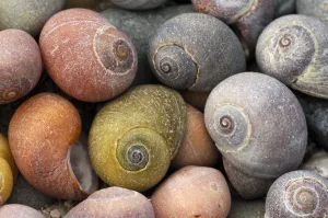 Smooth / Flat periwinkle {Littorina littoralis} shells, UK Smooth / Flat periwinkle {Littorina littoralis} shells, UK