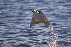 Smoothtail Ray / Mobula (Mobula thurstoni) flying out of the water, Baja California Smoothtail Ray / Mobula (Mobula thurstoni) flying out of the water, Baja California