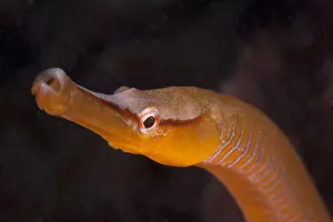 Snake Pipefish (Entelurus aequoreus) Sark, British Channel Islands Snake Pipefish (Entelurus aequoreus) Sark, British Channel Islands
