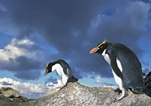 Snares-crested penguin (Eudyptes robustus) walking along rocks, Snares Island, New Snares-crested penguin (Eudyptes robustus) walking along rocks, Snares Island, New