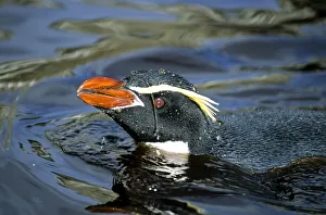 Snares Crested penguin (Eudyptes robustus) bathing in freshwater pool, Snares Island Snares Crested penguin (Eudyptes robustus) bathing in freshwater pool, Snares Island