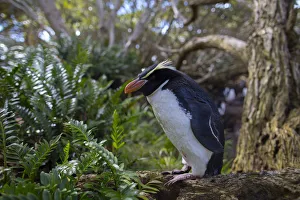 Snares island crested penguin (Eudyptes robustus) in forest, Snares Island, New Zealand Snares island crested penguin (Eudyptes robustus) in forest, Snares Island, New Zealand